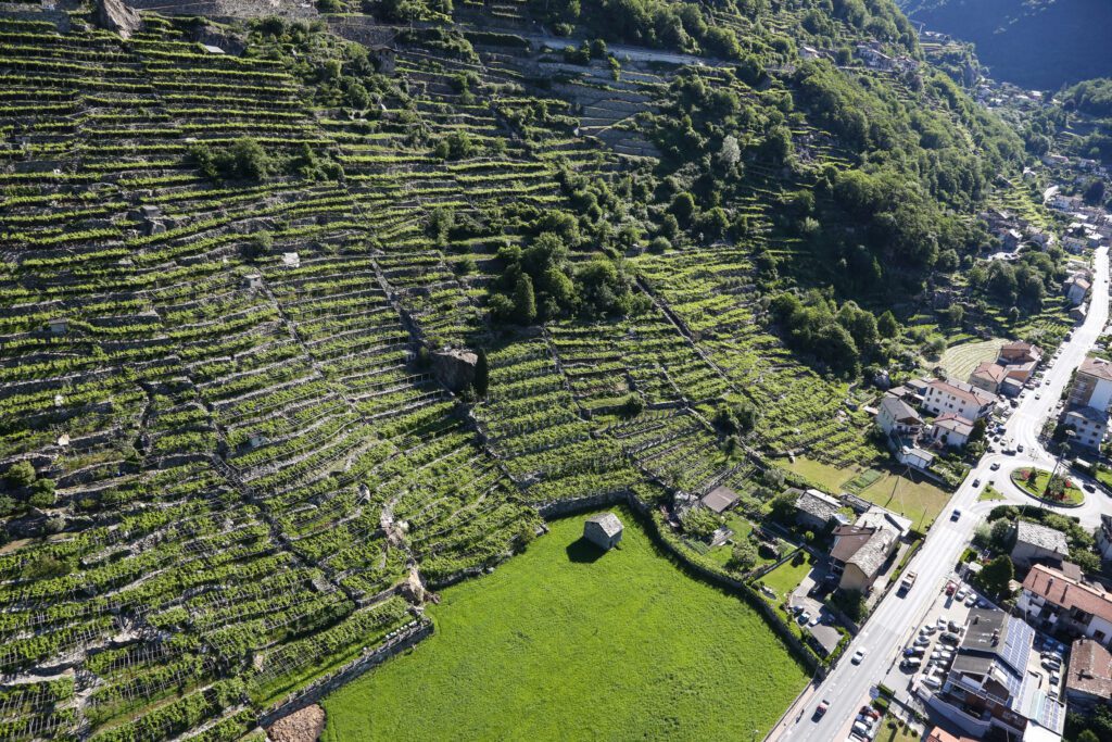 Viticoltura eroica cammino balteo