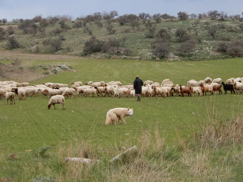 cane aggressivo sul sentiero