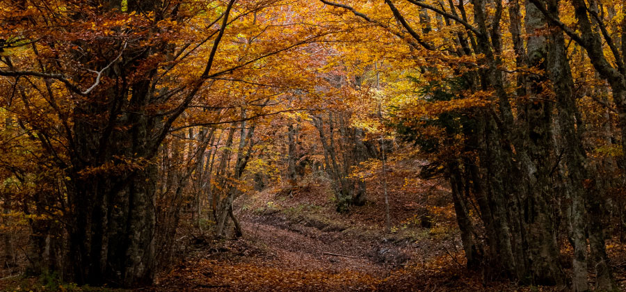 Parco del Pollino