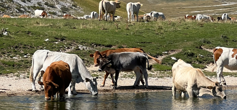 credenziale cammino del gran sasso