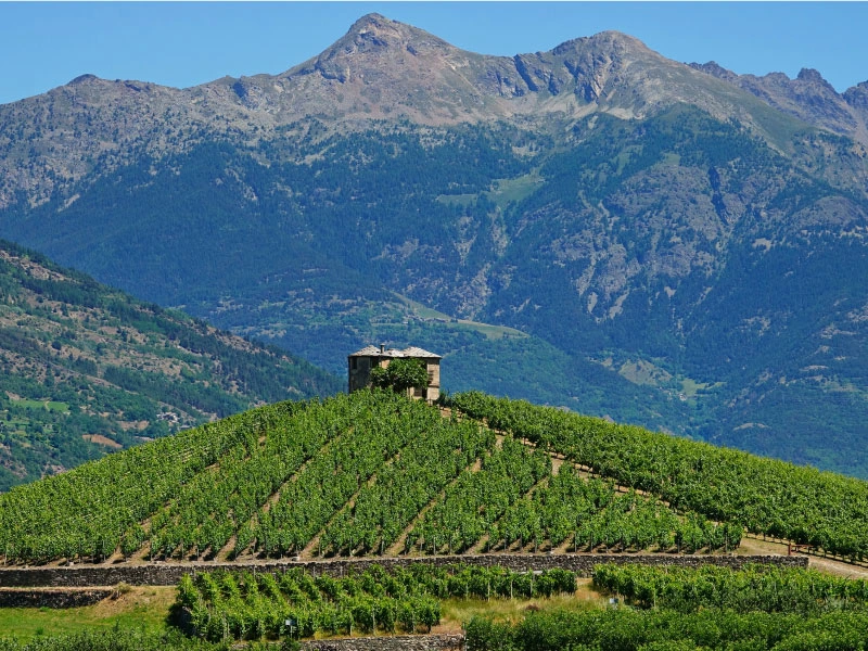 vini valle d'aosta