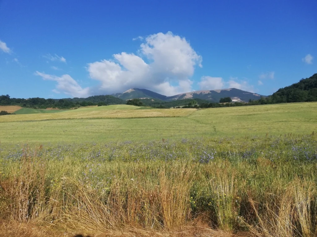 Paesaggio prima di giungere a Monteleone